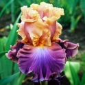 Благородні іриси – найкращі квіти для оздоблення садового ландшафту